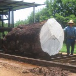 Curtis Turner: A Visit to a Texas Sawmill